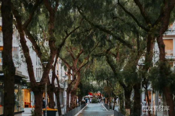高清摄影 树荫下的宁静街道