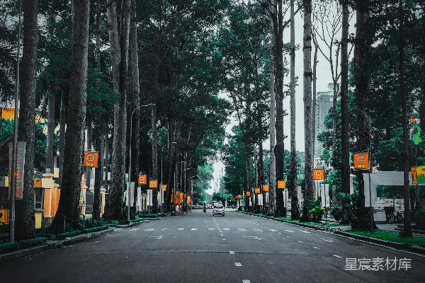 高清摄影 城市中的宁静林荫道