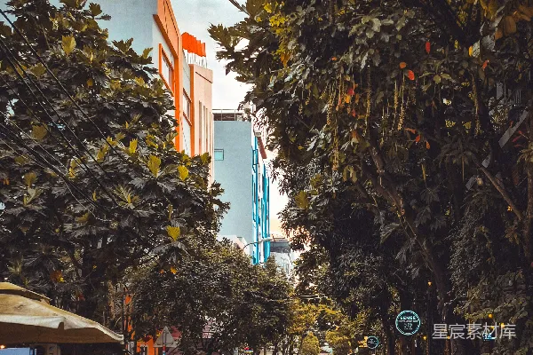 高清摄影 城市绿荫下的宁静街道