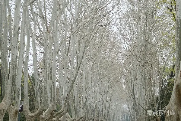 高清摄影 银杏树下的静谧道路
