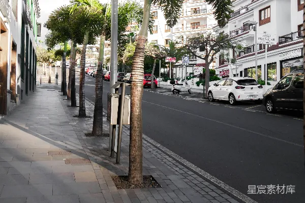 高清摄影 城市街道上的棕榈树