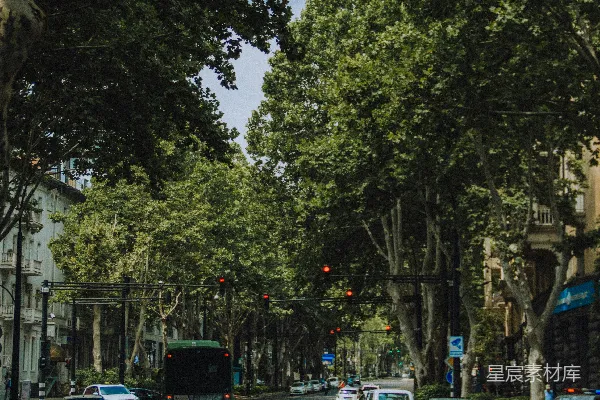 高清摄影 城市绿荫中的道路