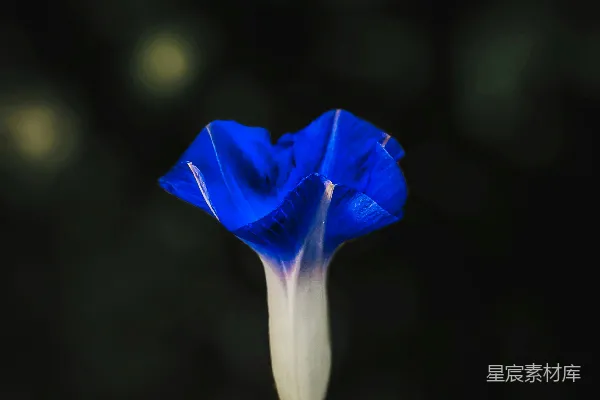 高清摄影 深邃夜色中的蓝色花朵