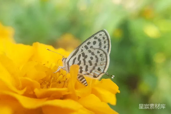 高清摄影 蝴蝶与金盏花