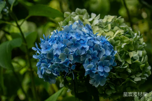 高清摄影 蓝紫色绣球花