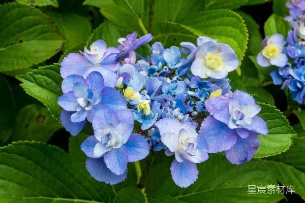 高清摄影 蓝紫色绣球花盛开