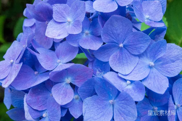 高清摄影 蓝紫色绣球花特写