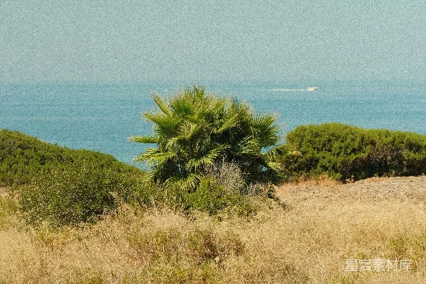 高清摄影 海岸边的棕榈树