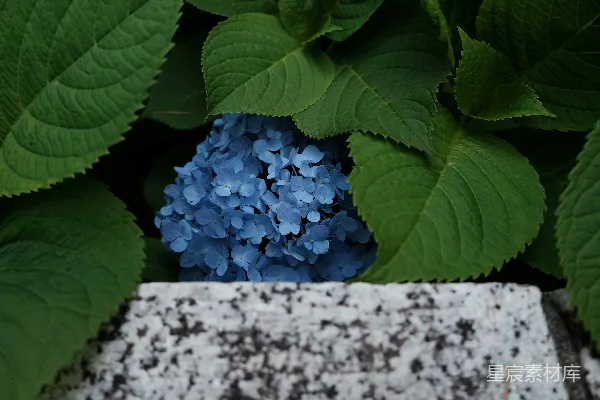 高清摄影 蓝色绣球花与绿叶