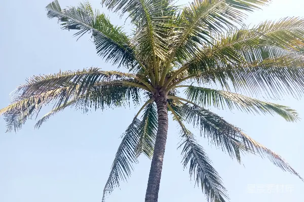 高清摄影 椰子树下的蓝天