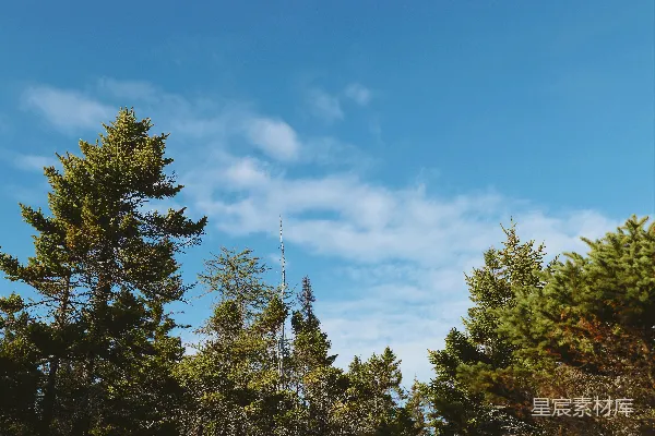 高清摄影 松林下的蓝天