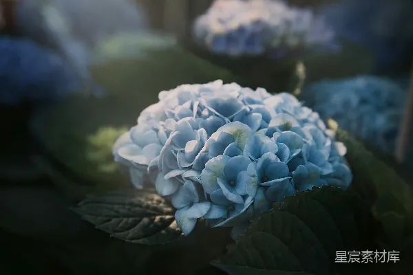 高清摄影 蓝色绣球花特写