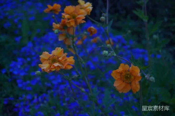 高清摄影 橙色花朵在蓝色背景中绽放