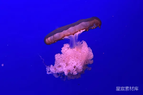 高清摄影 神秘的水母