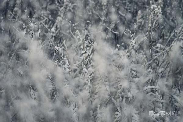 高清摄影 雪中的草丛