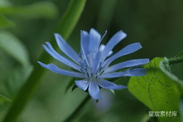 高清摄影 淡蓝色的野花特写