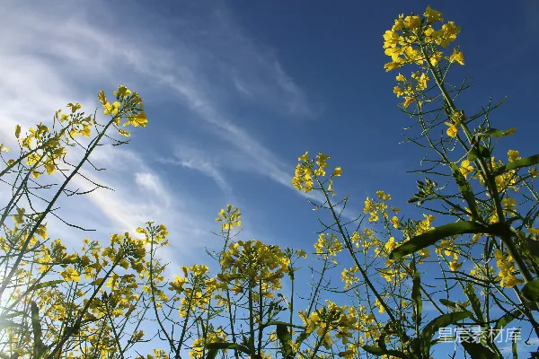 高清摄影 蓝天下的油菜花