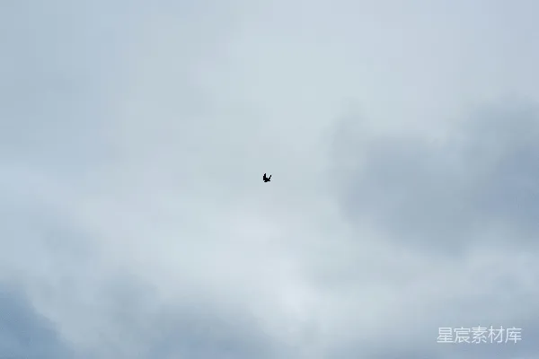 高清摄影 孤鸟在云海中翱翔