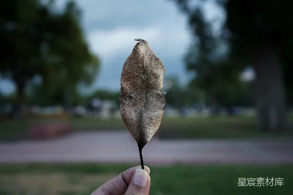 高清摄影 枯叶中的孤独