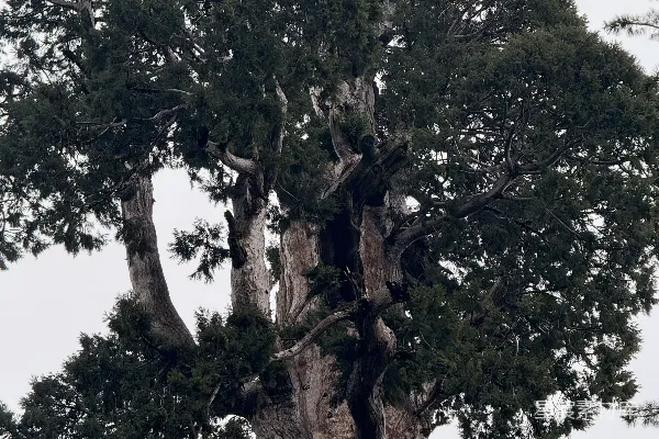 高清摄影 古树沧桑