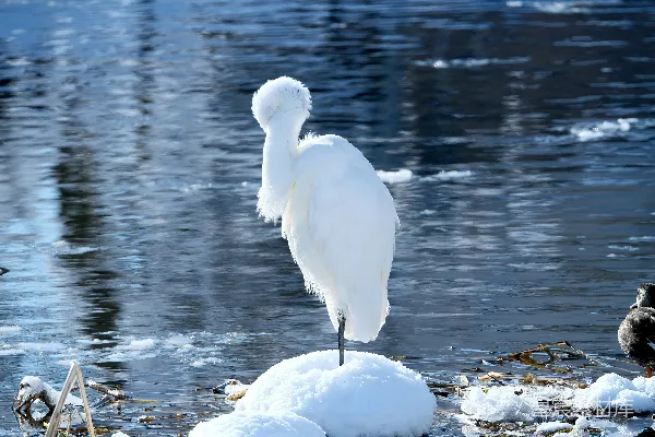 高清摄影 雪地中的白鹭