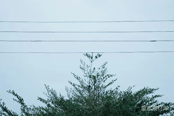 高清摄影 电线与树木