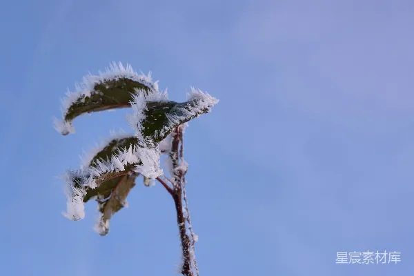 高清摄影 冬日霜花下的枝条