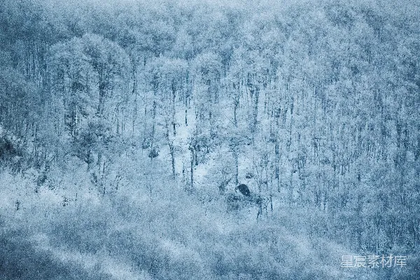 高清摄影 冬日森林雪景