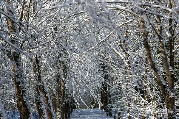 高清摄影 雪景中的林间小路