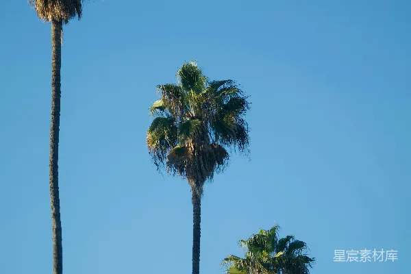 高清摄影 蓝天下的棕榈树