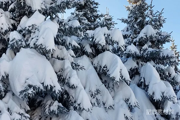 高清摄影 冬日雪景中的松树