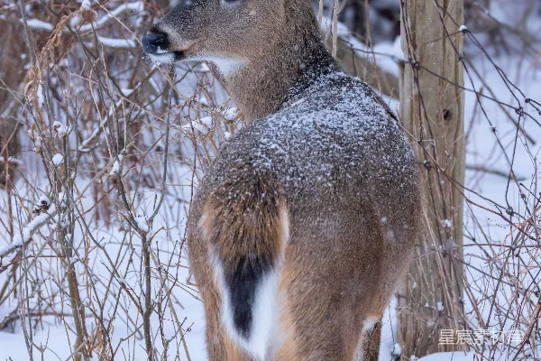高清摄影 雪地里的小鹿