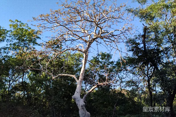 高清摄影 枯木逢春：孤独的树影