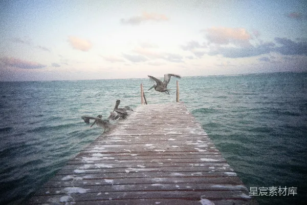 高清摄影 码头上的鹈鹕：宁静的海景