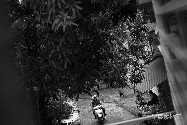 高清摄影 树荫下的街景