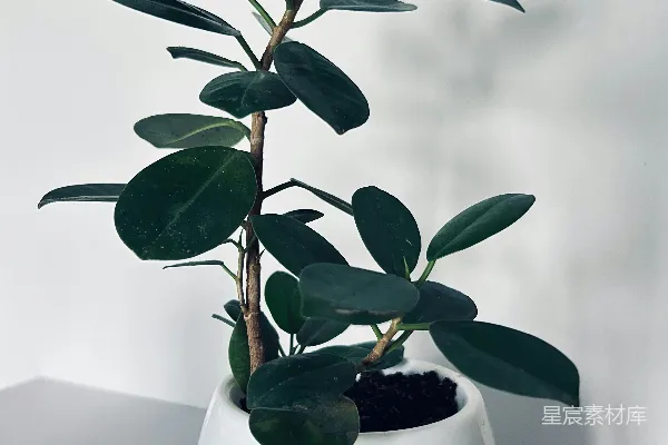 高清摄影 简约绿植