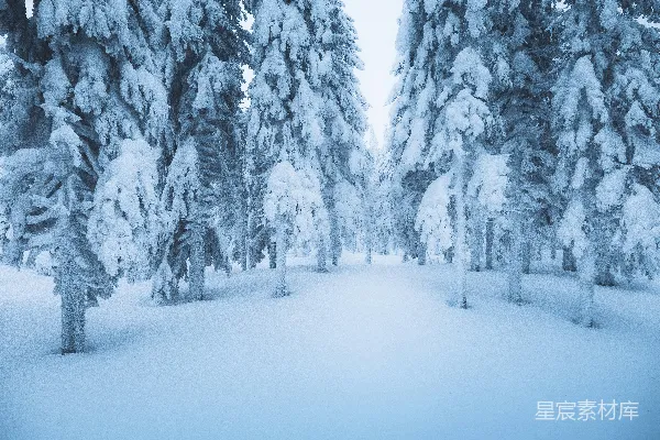 高清摄影 雪景中的松树林