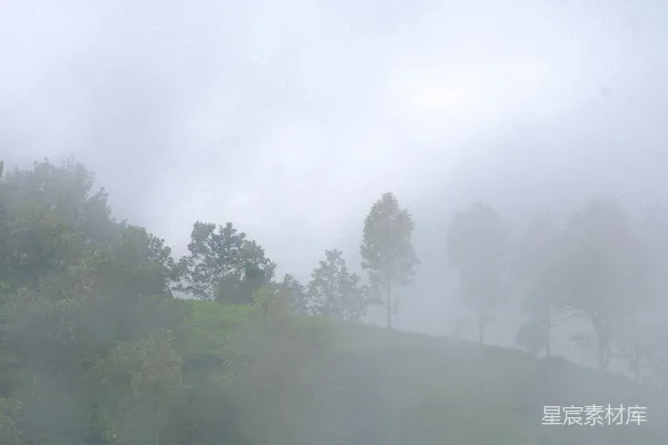 高清摄影 雾中茶园