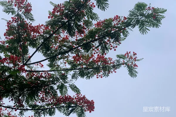 高清摄影 火焰树盛开的景象