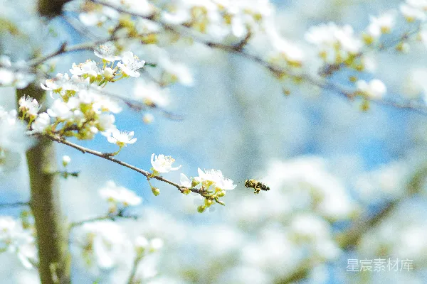 高清摄影 蜂飞花间