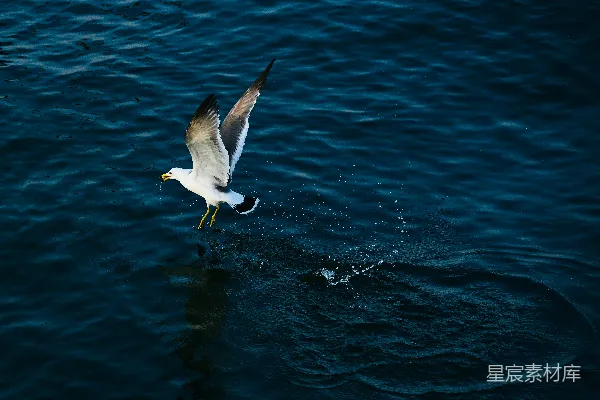 高清摄影 海鸥掠过水面