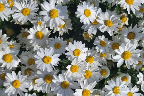高清摄影 阳光下的雏菊花园