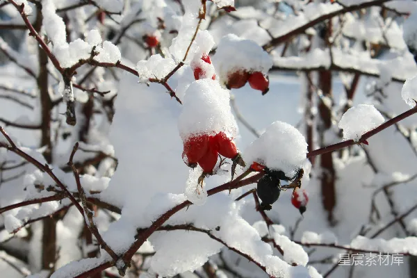 高清摄影 冬日里的红果与白雪