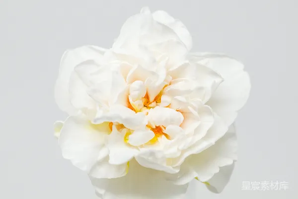 高清摄影 纯洁的白色花朵
