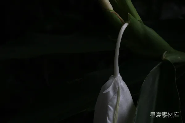 高清摄影 幽暗中的白花