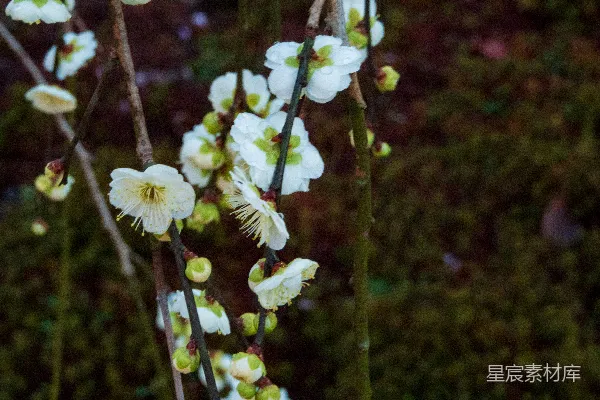 高清摄影 冬日梅花绽放