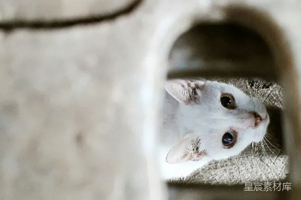 高清摄影 窥视的小猫