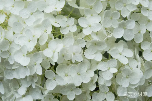 高清摄影 洁白盛开的绣球花