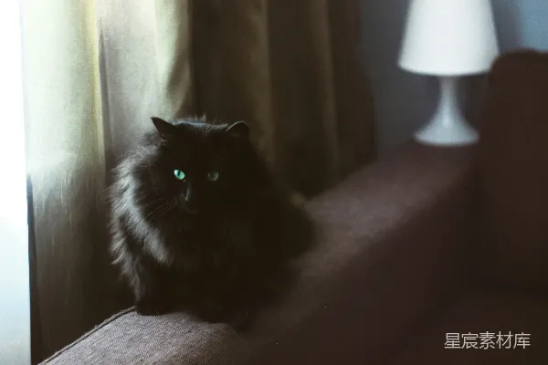 高清摄影 窗帘边的黑猫
