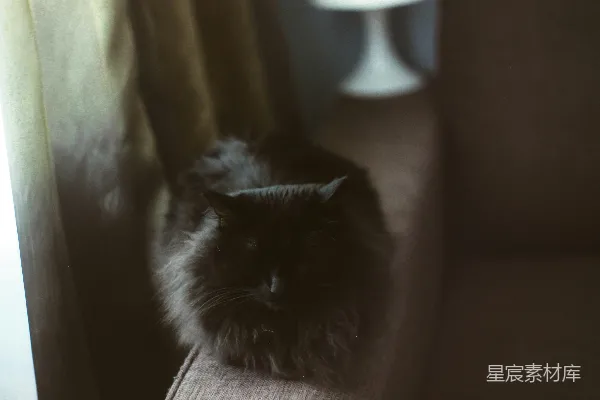 高清摄影 静谧的黑猫时光